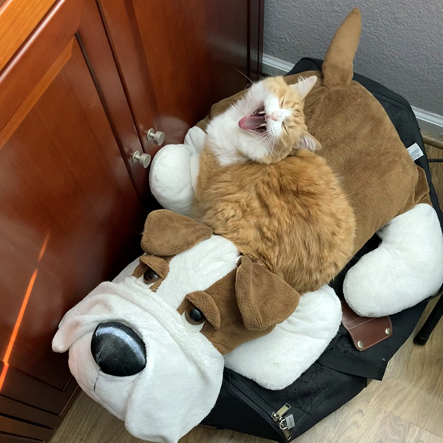 Rusty on the Dog Toy