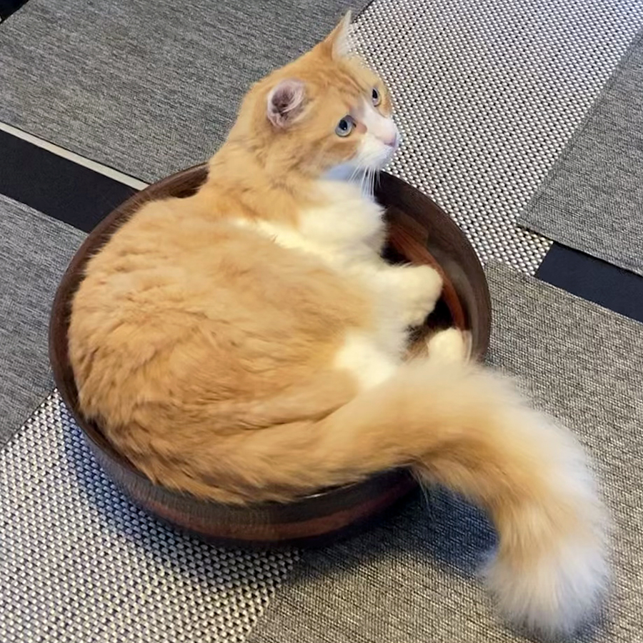 Rusty in the Bowl