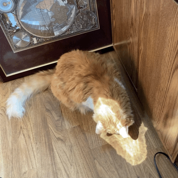 Rusty Playing with a Sun Spot