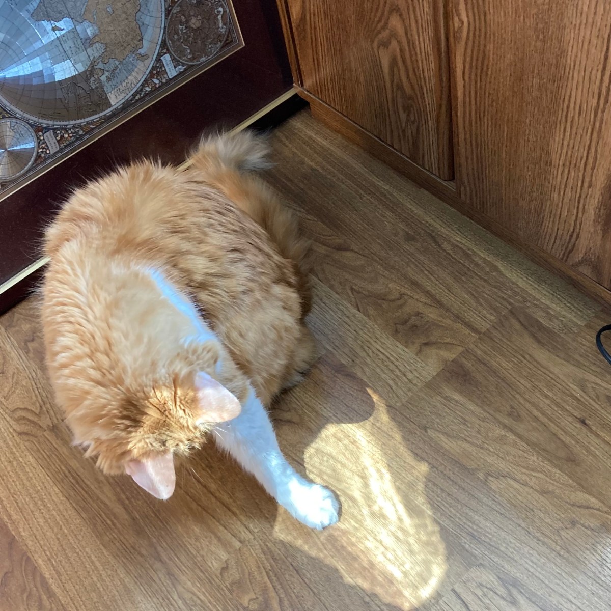 Rusty Playing with a Sun Spot