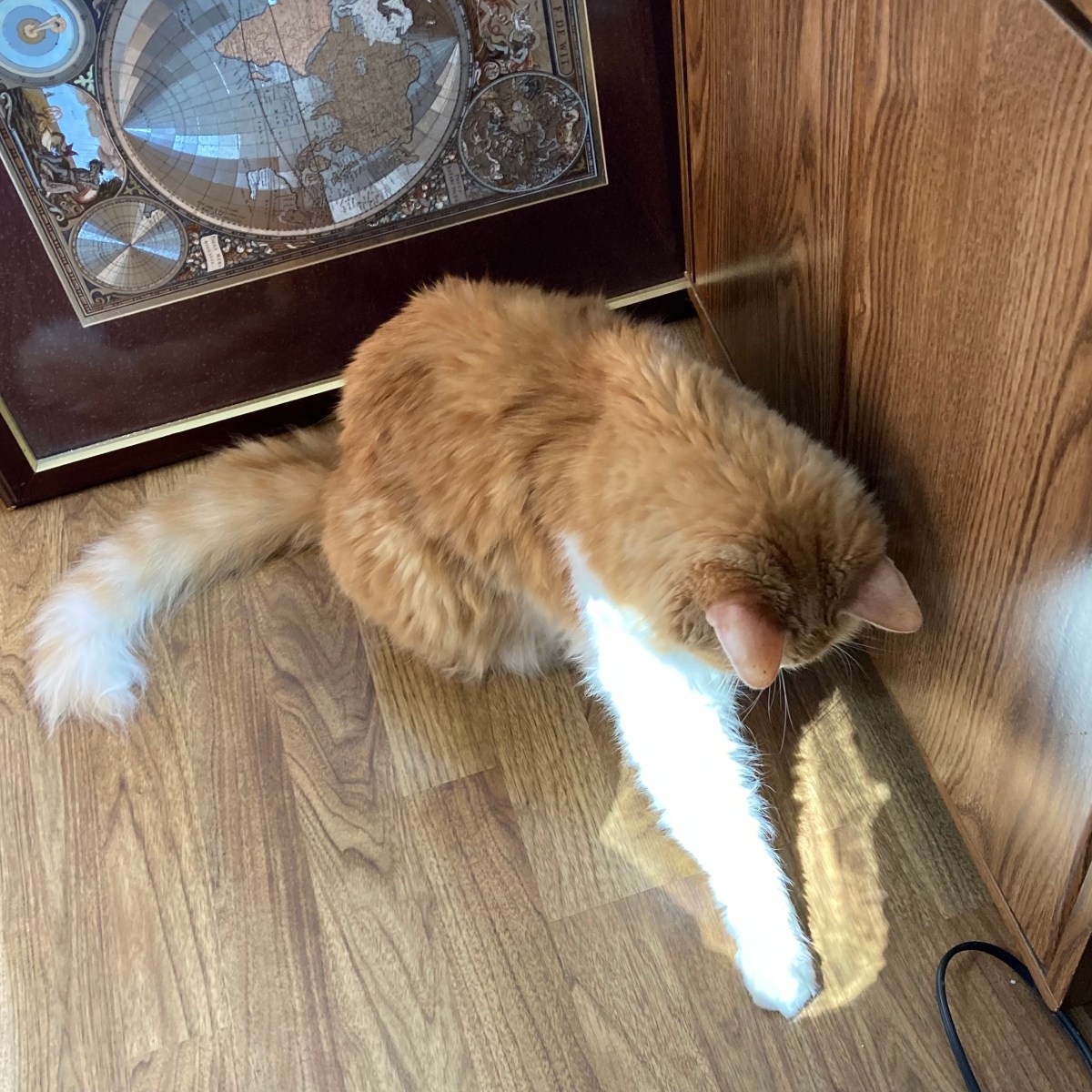 Rusty Playing with a Sun Spot