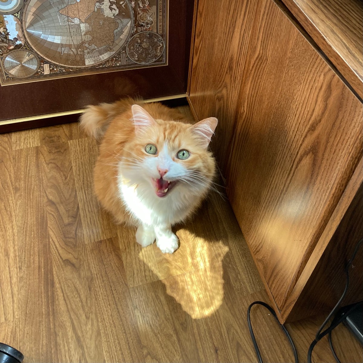 Rusty Playing with a Sun Spot