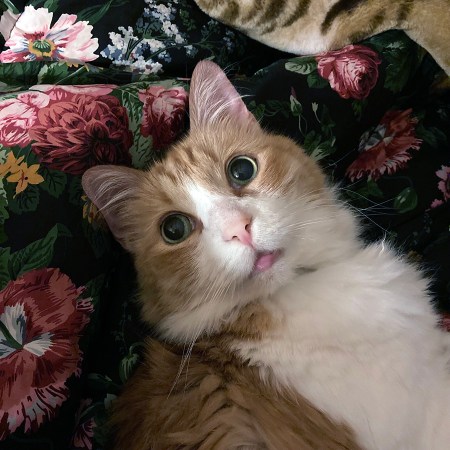 Rusty and Gabapentin