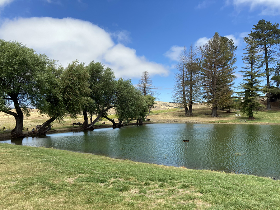 Marin French Cheese Co Picnic Area