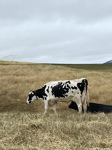 Point Rayes Cow