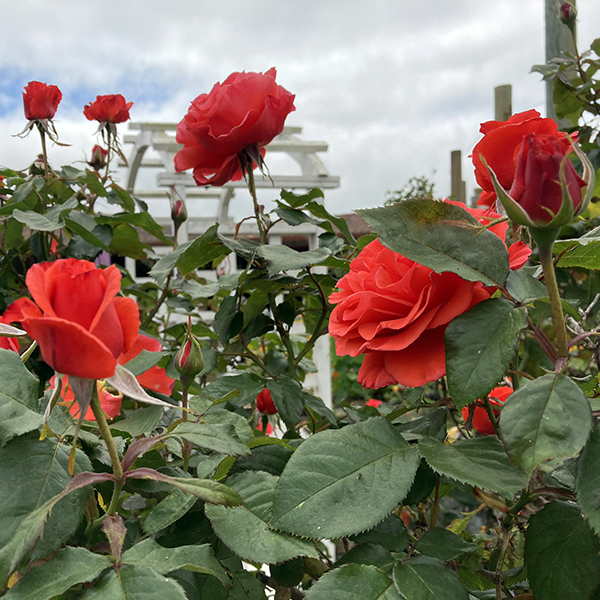 Point Reyes Vineyards Roses
