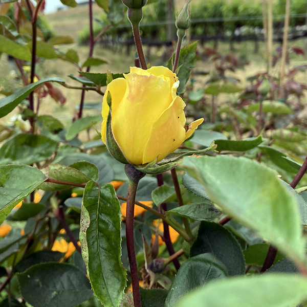 Point Reyes Vineyards Roses