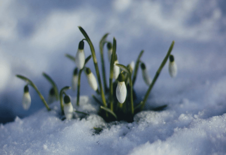 Bloom Where You're Planted ice flowers